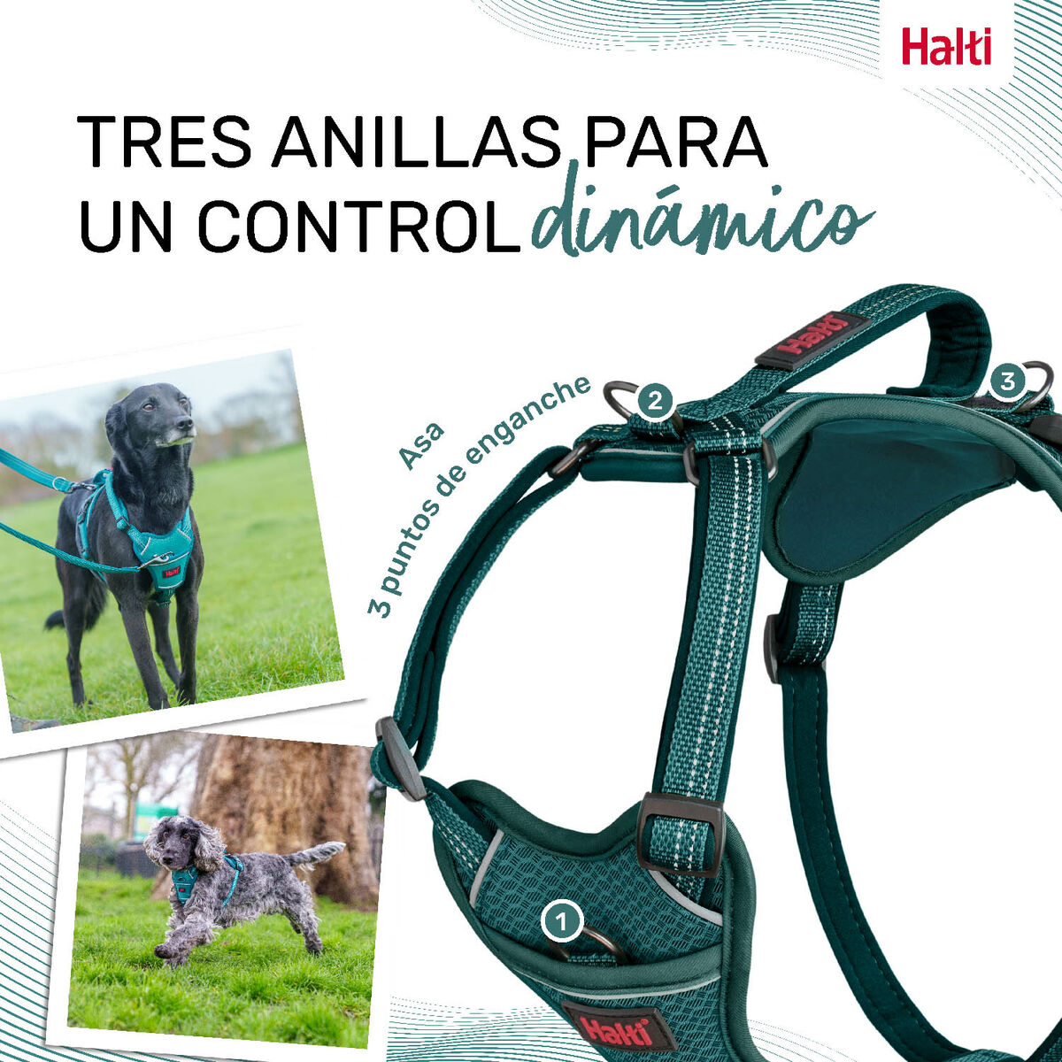 Dog Harness Company of Animals Turquoise S 28-42 cm Company of Animals