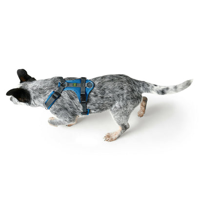 Dog Harness Hunter Maldon Up Blue 38-62 cm Hunter