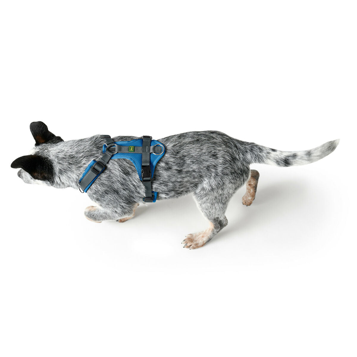 Dog Harness Hunter Maldon Up Blue 66-118 cm Hunter