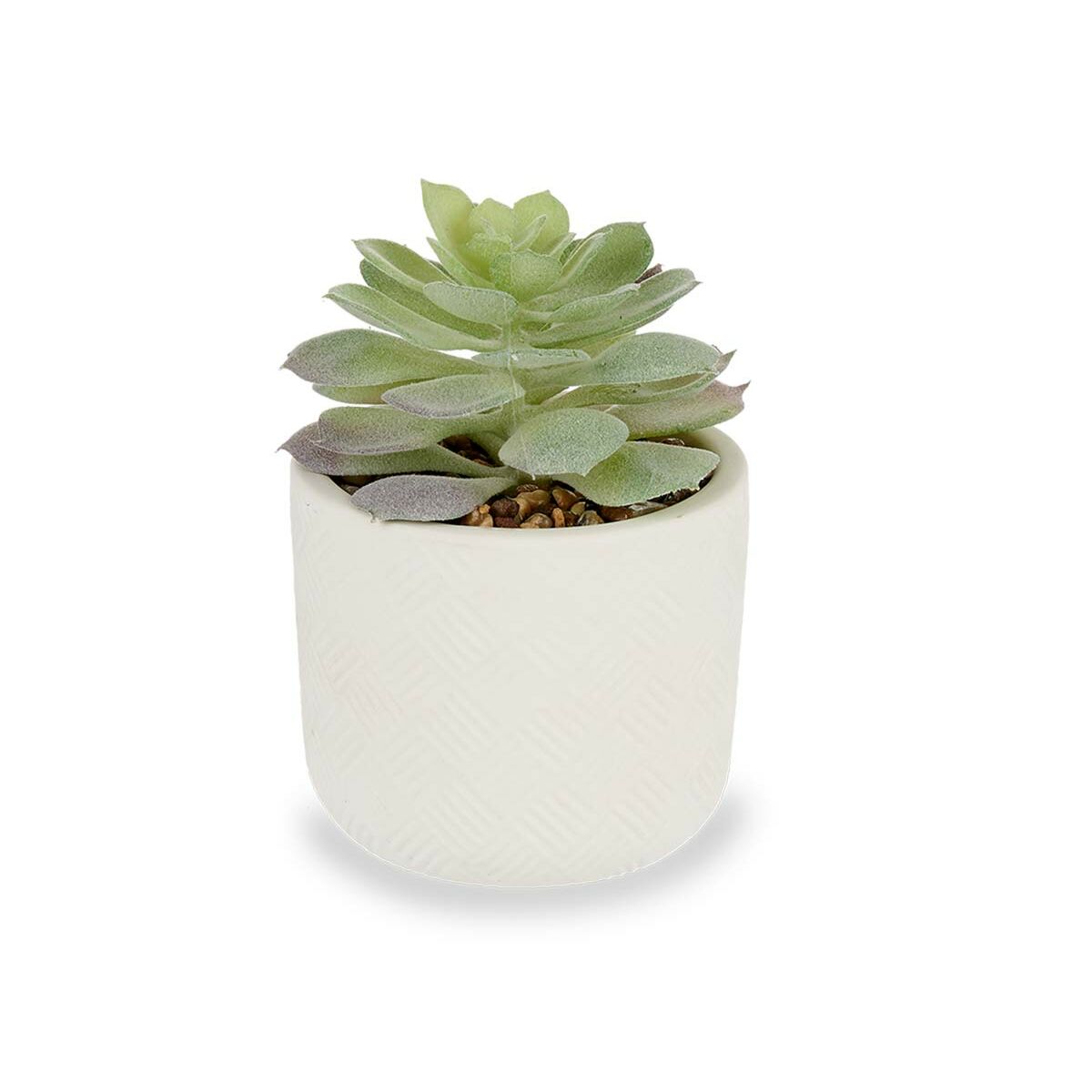 Decorative Plant Succulent Plastic 14 x 13,5 x 14 cm (12 Units) Ibergarden