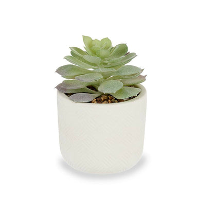 Decorative Plant Succulent Plastic 14 x 13,5 x 14 cm (12 Units) Ibergarden