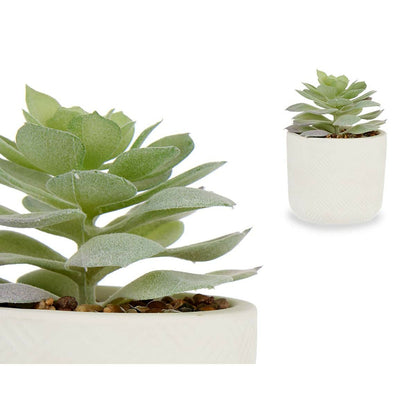 Decorative Plant Succulent Plastic 14 x 13,5 x 14 cm (12 Units) Ibergarden